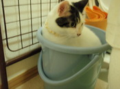 にゃーま病院報告