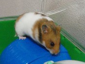 ハムスター３代記