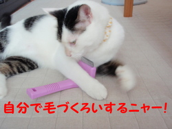 ヒモとの戦い