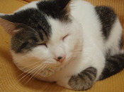 幻の豆腐よう～完成！