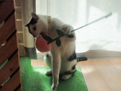 プレゼントにゃー♪