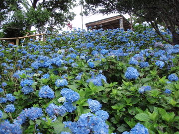 梅雨の休日