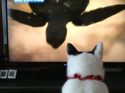 おさかな大好き＆ねこBANK