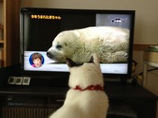 おさかな大好き＆ねこBANK