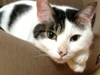 おさかな大好き＆ねこBANK 2012/12/18 21:24:37