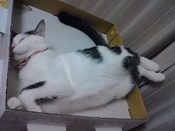 ねこねこ女子会=^_^=