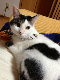 可愛い猫型 2012/03/03 22:25:29