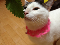 ニャゴ会お花見〜下見