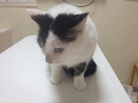 ワクチンでした 2012/09/12 20:37:41