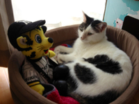 奇跡の猫じゃらし 2012/03/05 22:57:01