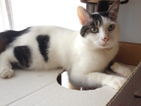やんちゃ猫 2012/06/13 22:04:44
