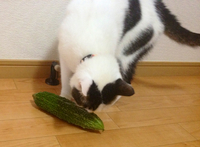 ゴーヤーDay！ 2012/05/08 22:01:01