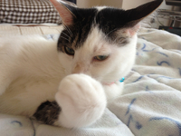 エビマヨ