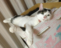 石なぐ