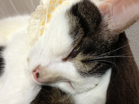 大綱引き