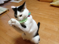 にゃご会ランチ♪ 2012/07/17 20:49:39