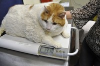 おデブ猫ミャウ君 2012/05/10 21:30:54