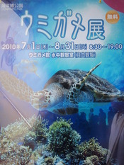ウミガメ