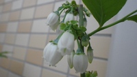久しぶりの家庭菜園