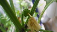 苦手な野菜でも…
