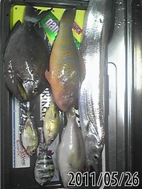 釣れました(^O^)/ 2011/05/27 07:33:14