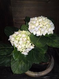 雨が… 2010/05/30 22:48:00