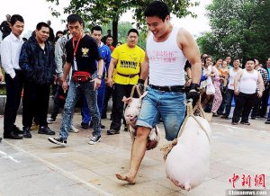 中国で生きた豚を運ぶレースが開催される