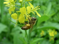 ライチ　花芽 2010/01/14 12:09:57