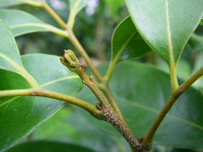 ライチ 花芽 やんばる暮らし 熱帯果樹の記録