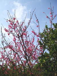 桜満開 2010/02/02 10:29:59