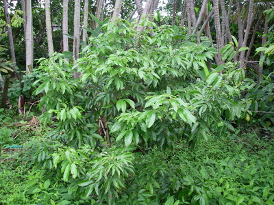 ライチ レイシ やんばる暮らし 熱帯果樹の記録