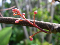 スターフルーツ　発蕾 2010/03/13 13:23:41