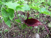 リュウキュウハンゲ 2010/04/14 09:47:37