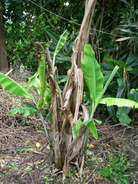 島バナナ　萎縮病 2010/04/15 09:50:48
