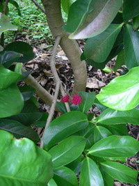 マレーフトモモ　開花 2010/04/25 19:27:51