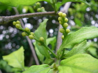 アメイシャ　発蕾 2010/04/26 08:29:26