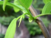 シャカトウ　定植