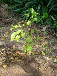 赤シャカトウ　定植 2010/05/01 15:51:30