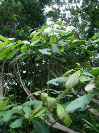 アボカド　落果 2010/05/15 15:29:36