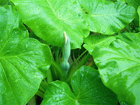 長雨 2010/05/17 16:23:20