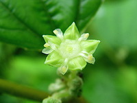 インドナツメ　開花 2010/06/07 13:19:08