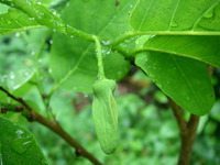 赤シャカトウ　発蕾 2010/06/15 15:11:53