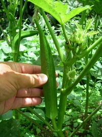 夏野菜