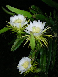 ドラゴンフルーツ　開花 2010/06/30 22:01:31