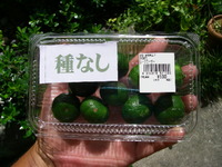 種なしシークヮーサー