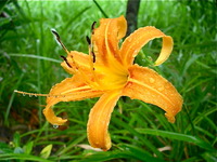 アキノワスレグサ 2010/09/17 14:38:55