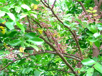 スターフルーツ　開花 2010/09/24 15:33:06