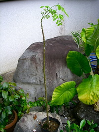 モリンガ 2010/09/29 16:29:17