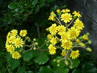ツワブキの花 2010/11/25 11:26:38
