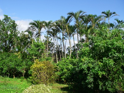 グァバ バンジロウ 収穫 やんばる暮らし 熱帯果樹の記録